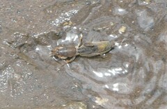 Gryllotalpa africana