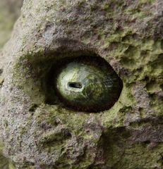 Fissurella virescens