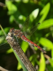 Sympetrum nigrifemur
