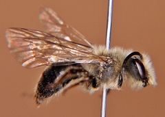 Andrena vicina