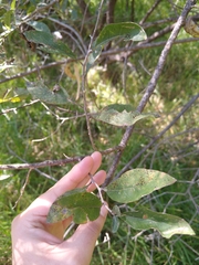 Critoniopsis