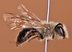 Andrena vicina