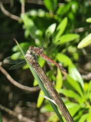 Sympetrum nigrifemur