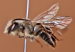 Andrena vicina