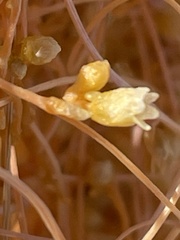 Cuscuta psorothamnensis