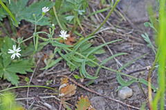 Pseudostellaria jamesiana