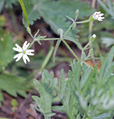Pseudostellaria jamesiana