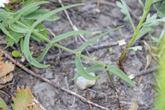 Pseudostellaria jamesiana