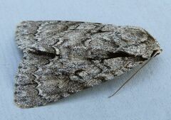 Acronicta hasta
