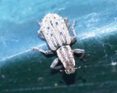 Sitona macularius