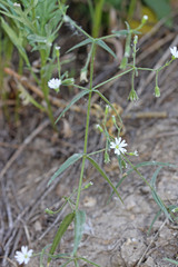 Pseudostellaria jamesiana