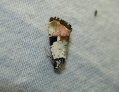 Hiccoda roseitincta