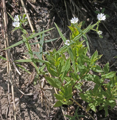 Pseudostellaria jamesiana