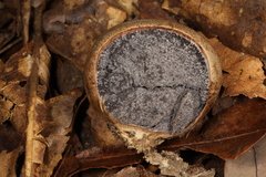 Scleroderma meridionale