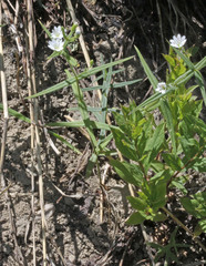 Pseudostellaria jamesiana