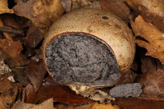 Scleroderma meridionale