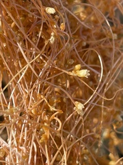 Cuscuta psorothamnensis