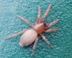 Scotophaeus scutulatus