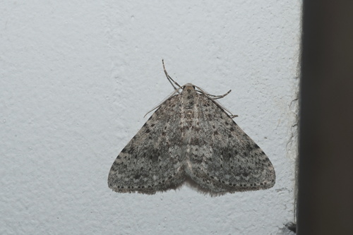 Colostygia multistrigaria olbiaria