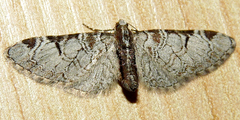 Eupithecia insigniata