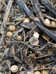 Nidulariaceae