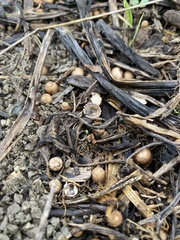 Nidulariaceae