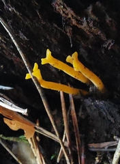 Clavulinopsis corniculata