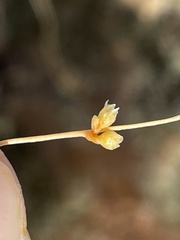 Cuscuta psorothamnensis