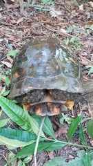 Chelonoidis denticulatus