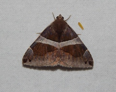Dysgonia torrida