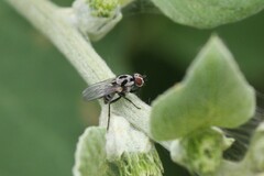 Anthomyia pluvialis