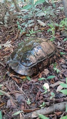 Chelonoidis denticulatus