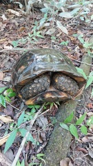 Chelonoidis denticulatus