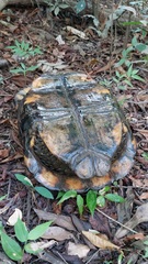 Chelonoidis denticulatus