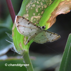 Pycnarmon cribrata