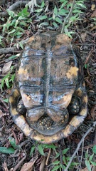 Chelonoidis denticulatus