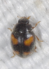 Nephus quadrimaculatus