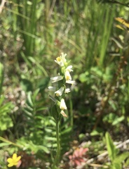 Spiranthes lucida