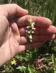 Spiranthes lucida
