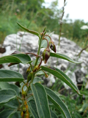 Vincetoxicum pannonicum