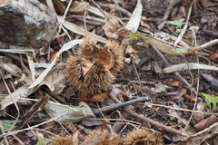 Castanea crenata