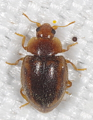 Rhyzobius chrysomeloides