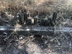 Lophocereus marginatus