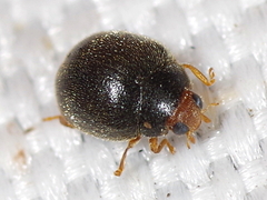 Scymninae