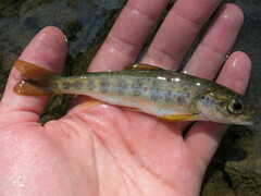 Salmo salar