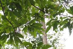 Castanea crenata