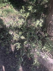 Sedum praealtum