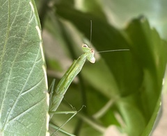 Miomantis