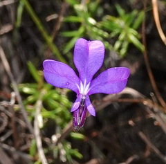 Lobelia chamaepitys