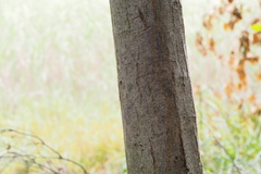 Castanea crenata